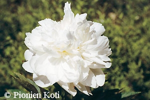 Paeonia lactiflora 'Duchesse de Nemours', kiinanpioni